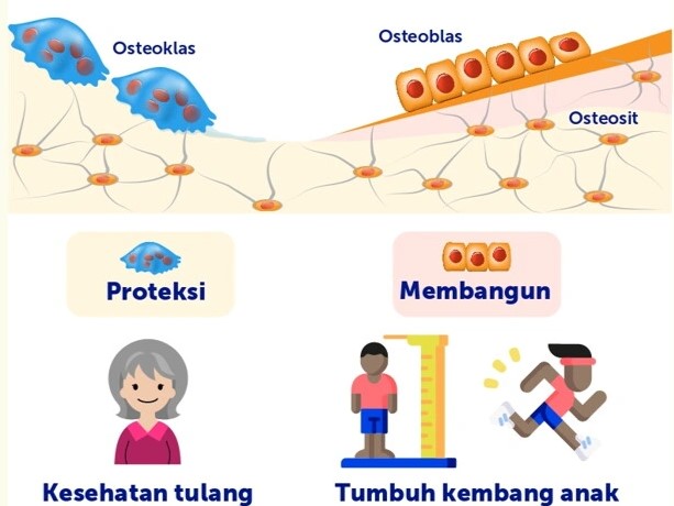 Apa itu gut-bone axis?