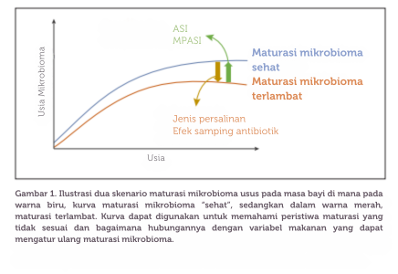 Gambar 1. Ilustrasi dua skenario maturasi mikrobioma usus pada masa bayi di mana pada warna biru, kurva maturasi mikrobioma “sehat”, sedangkan dalam warna merah, maturasi terlambat. Kurva dapat digunakan untuk memahami peristiwa maturasi yang tidak sesuai dan bagaimana hubungannya dengan variabel makanan yang dapat mengatur ulang maturasi mikrobioma.